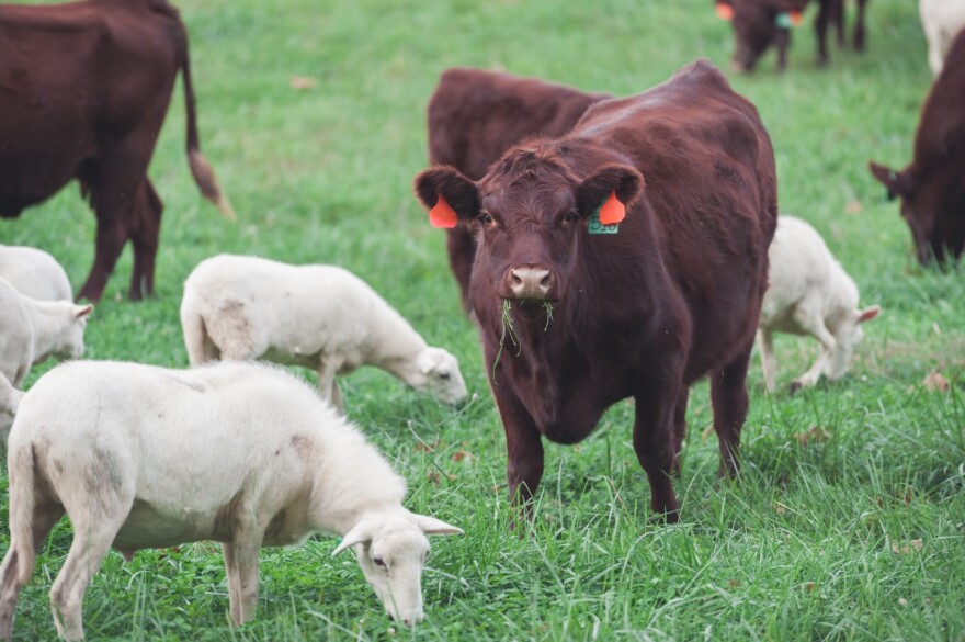 Paul Dorrance raises grass-fed livestock at his farm in Chillicothe, but they're not certified organic. [Paul Dorrance]