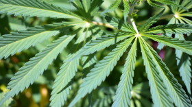 A close-up photo of the Cannabis leaf. (Wikimedia Commons/Armando Olivo Martn del Campo)