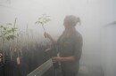  Terviva's director of tree operations, places a newly grafted pongamia tree in a high- humidity greenhouse 