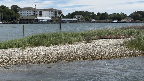 An oyster reef in the Lynnhaven River in Virginia Beach in May 2025.