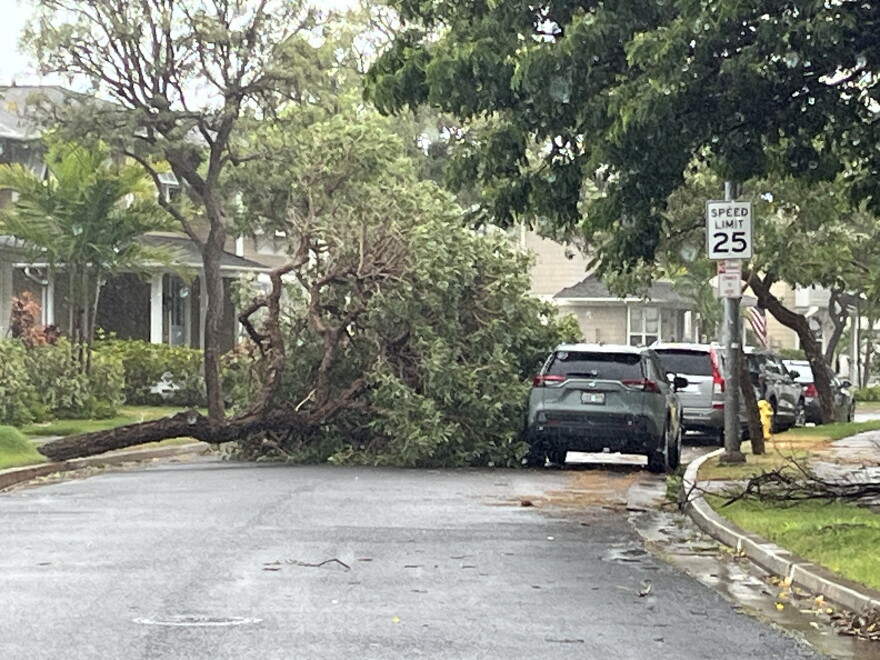 A fallen tree on Kaiamaloʻo Street Sunday morning, Ocean Pointe, ʻEwa Beach on Oʻahu.