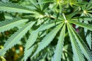 A close-up photo of the Cannabis leaf.