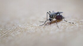 Scientists say they may have found a way to curb the appetite of blood-sucking mosquitoes — by using human appetite suppressants. (Ye Aung Thu/Getty Images)
