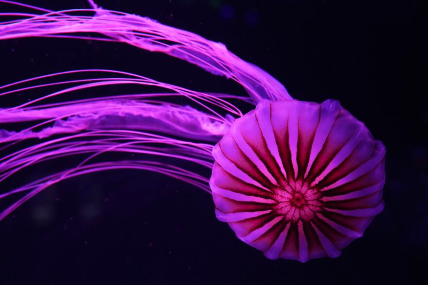 A Japanese sea nettle is displayed at the Jellyfish Museum, a facility that is home to about 20 unique species of jellyfish found in Florida and other parts of the world, Friday, Aug. 14, 2026, in Pompano Beach, Fla.