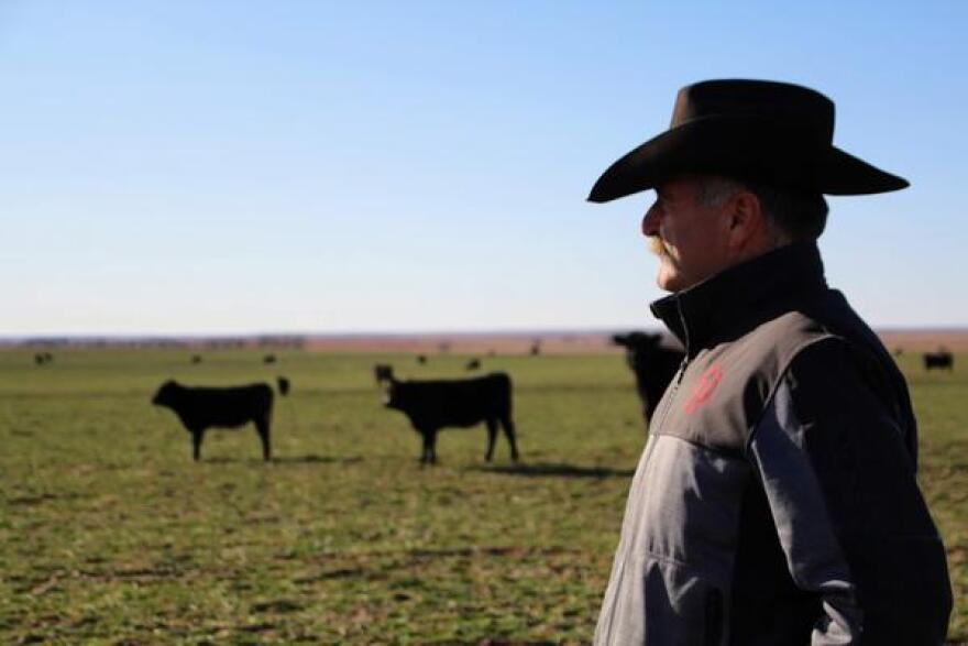 Close up of man in cowboy hat, in profile, looking out over a plain, with cattle in the backgound.h 