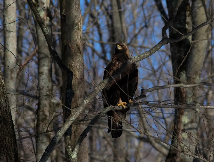 An eastern golden eagle