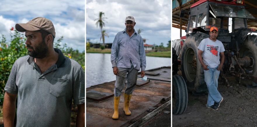 This summer, unprecedented floods left farmlands along Mahaica and Mahaicony creeks under feet of water for months. Surendra Kiritpal (left) poured his money into his fields before the flood hit and can't afford to replant. Haripaul Bhagwamdeo (center) lost 20 cattle and all his fruit trees. Talesh Gerjah (right) called the flood an eye-opener.