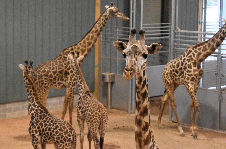 Five giraffes wander around their indoor exhibit.