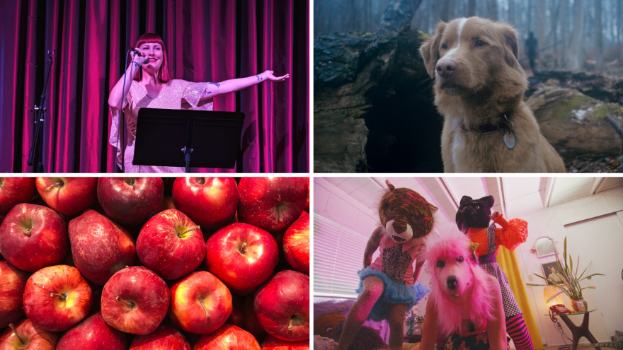 From left to right: Bonfire Storytelling's 'Big Night Out,' 'Good Boy,' Manton Apple Festival and Chikoko's 'Beast.'