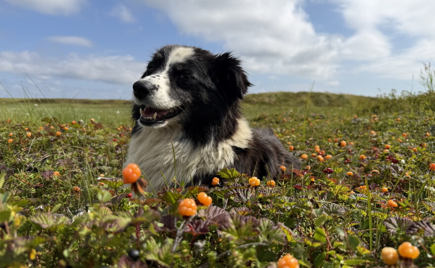 The Paul family's dog, Koda, sits among the salmonberries as the family fills their buckets near Kipnuk on Aug. 12, 2026.