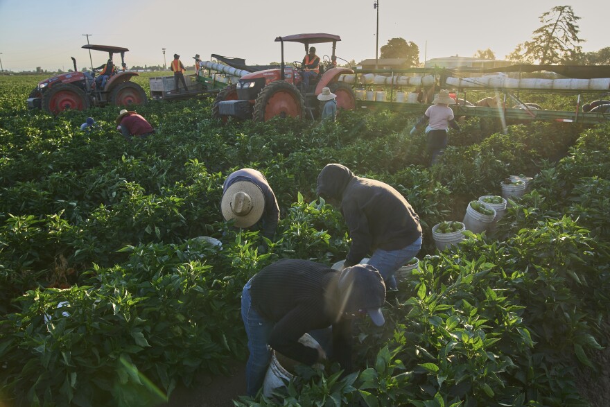 People in long sleeved outfits and large brimmed hats kneel down to pick crops. They stand in rows of leafy green vegetables, with people driving farm implements in the background