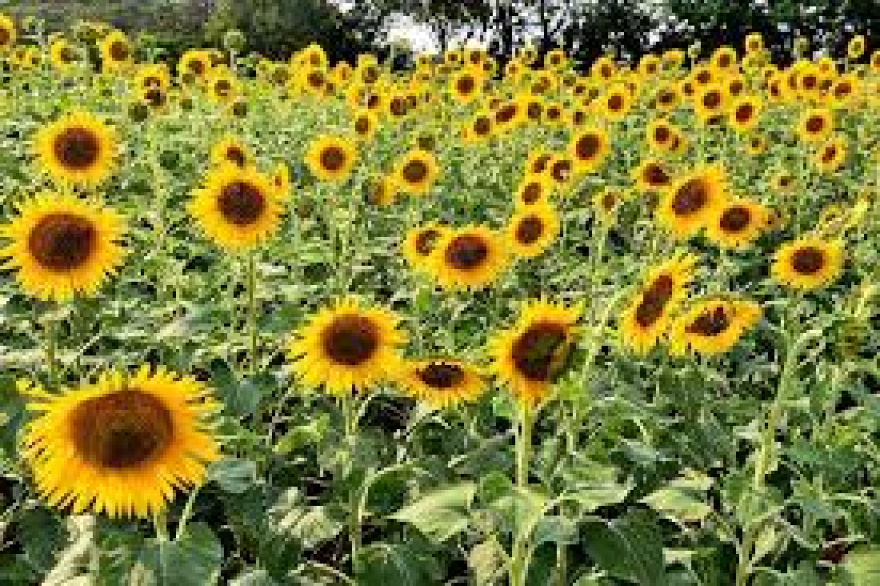 Sunflowers -- the Ukraine National Flower