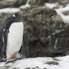 A Gentoo penguin, which researchers divide into four distinct species, one of which was previously unknown to scientists. (Courtesy of Keith Barnes)