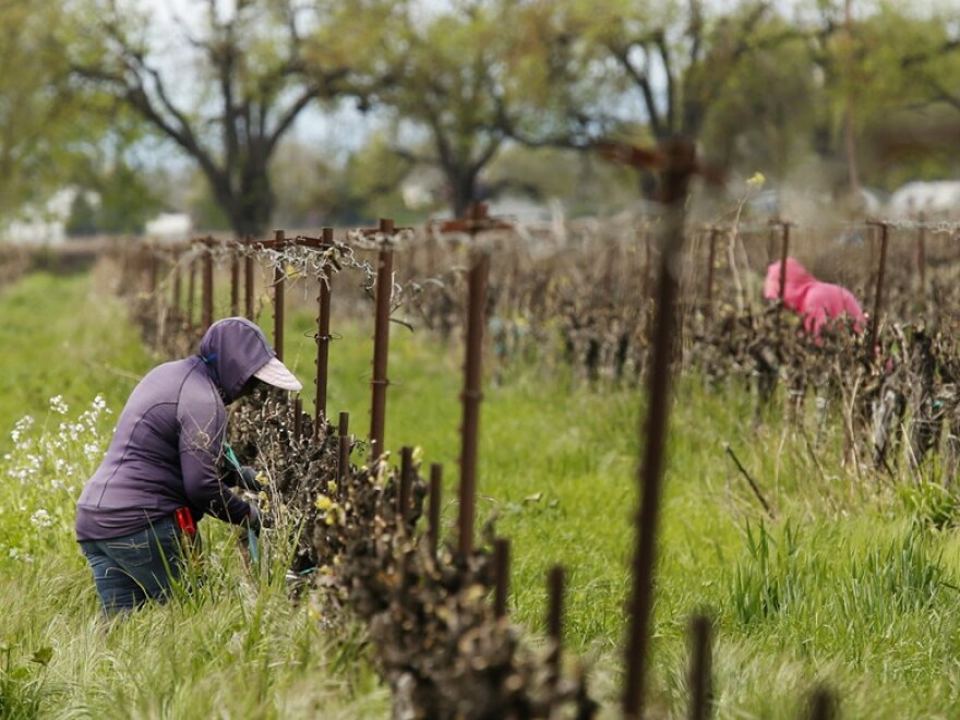 Work continues at a winery in Clarksburg, Calif., last month. Farms are operating as essential businesses amid the coronavirus pandemic.