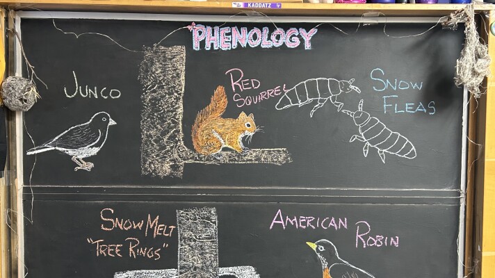 Chalk illustrations show snow melt 'tree rings', an American Robin, a snow flea, a red squirrel, and a junco.