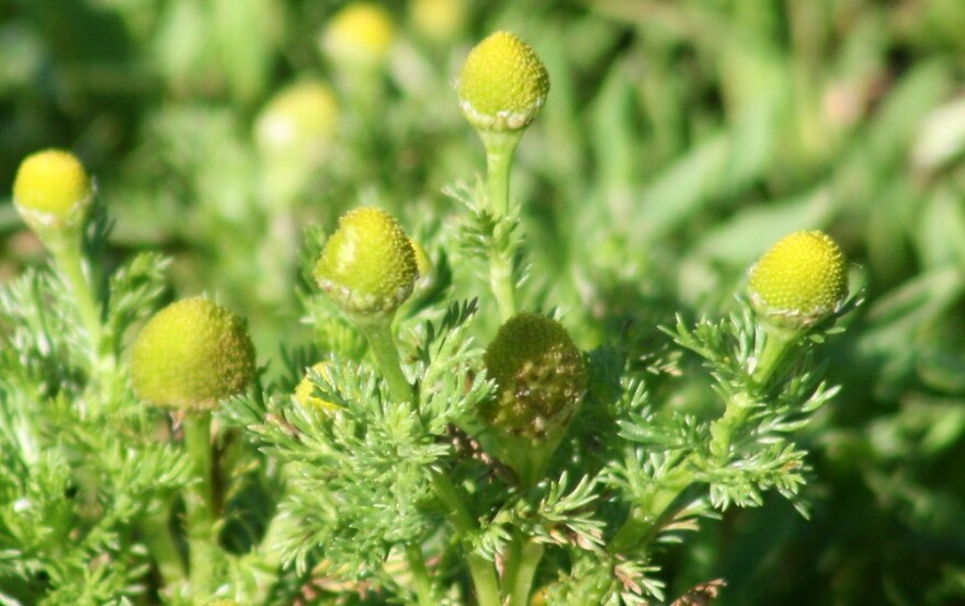 pineapple_weed__1_.jpg