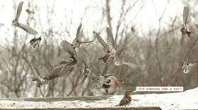 Redpolls 
