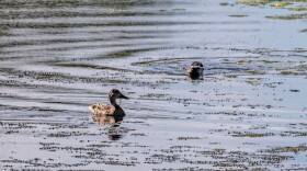 A river otter sneaks up on an unsuspecting Mallard duck at the Arcata Marsh and Wildlife Sanctuary.