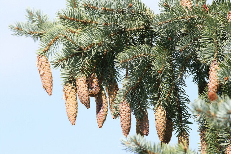 Blue Spruce is one of the species of trees that can be affected by Imprelis.