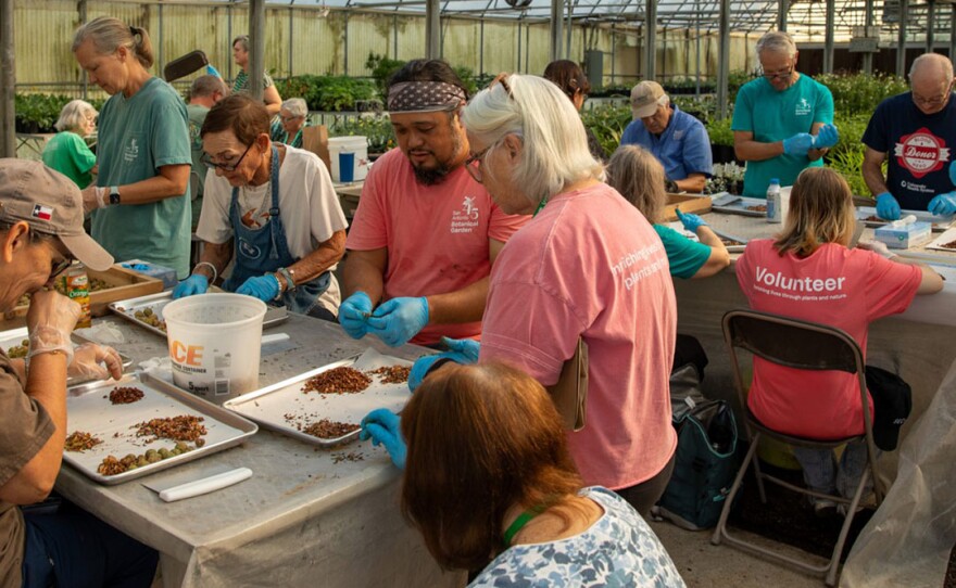 volunteers working with seeds