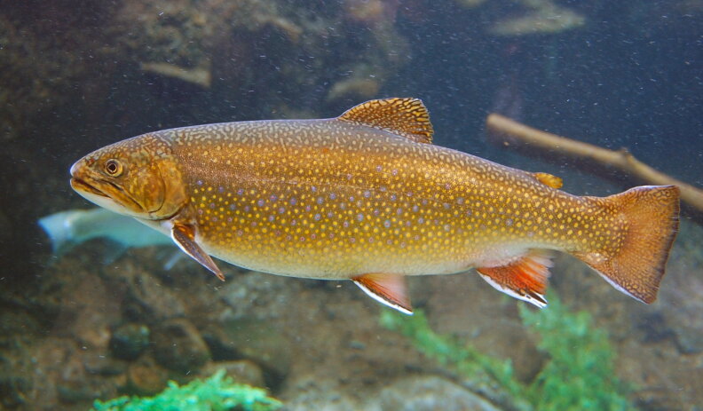 A trout swims in water.