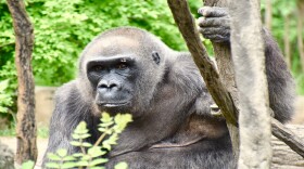 Samantha, the oldest living mammal born at the Cincinnati Zoo, will turn 50 on Jan. 31, 2020.