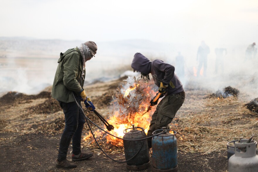 In a village outside of Jenin, in the West Bank, Palestinian farmers harvest wheat early and burn the husks to yield the smoky, nutty grain known as freekeh.