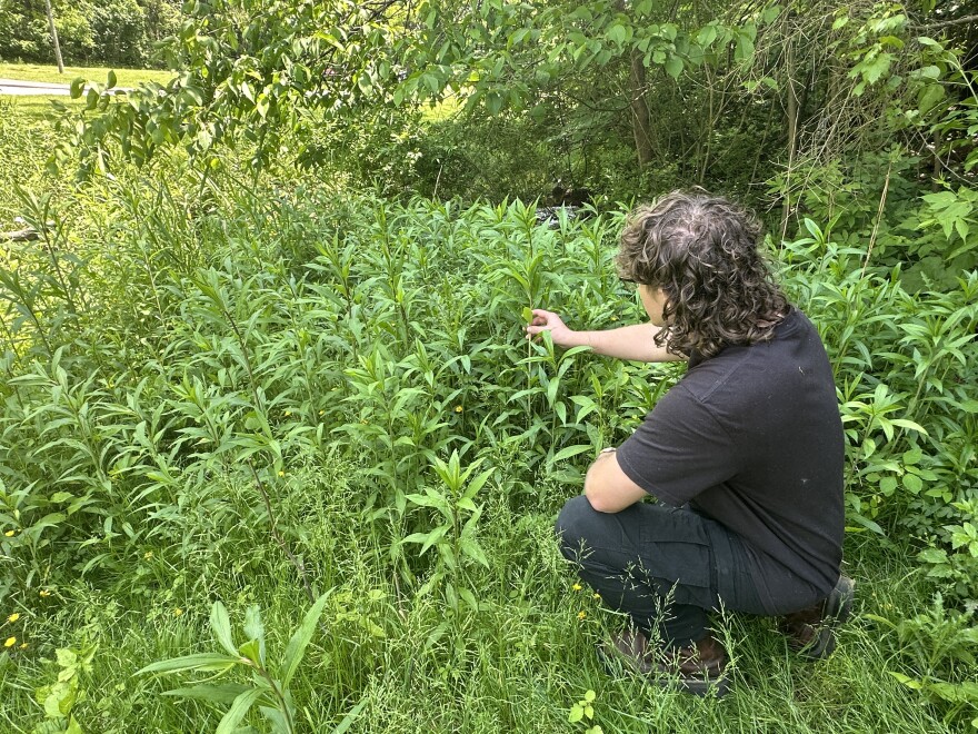 Jason Ogg, founder of Mansfield Permaculture, surveys the landscape in an overgrown area of Mansfield's Liberty Park.