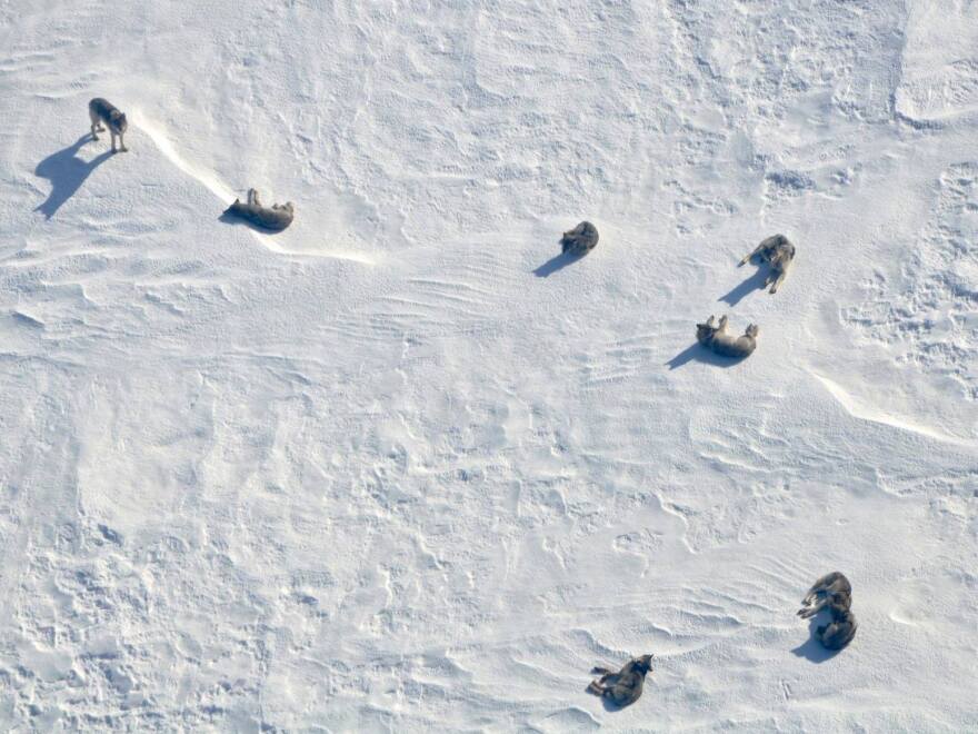 A pack of wolves lounge on a frozen lake in Voyageurs National Park.