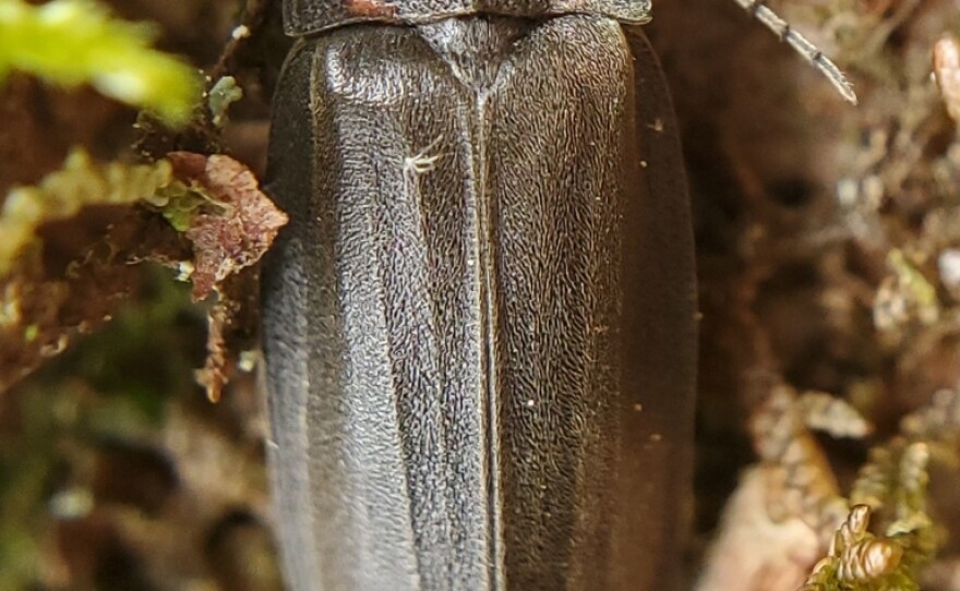A winter firefly, which lacks lanterns and is active in early spring.