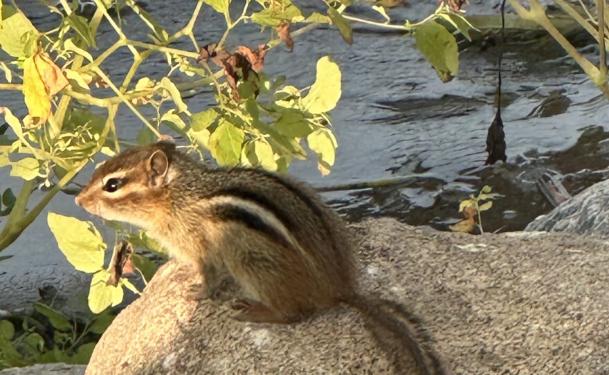 A chipmunk sits on a rock during a Science Nature Adventure Program outing in Bemidji, Minnesota.