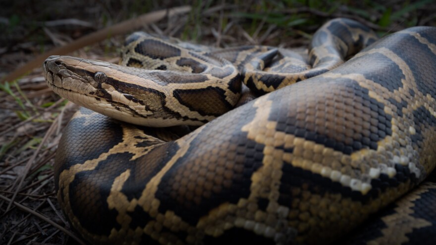 The spending plan includes $2 million to continue efforts to remove Burmese pythons like this one and other non-native wildlife from the Everglades.