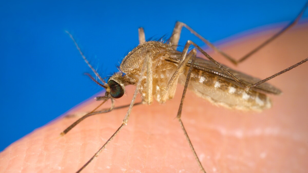 West Nile Virus Detected in Evansville