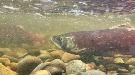 FILE - A kokanee salmon heads upstream in Ebright Creek above Washington's Lake Sammamish on Nov. 26, 2024.
