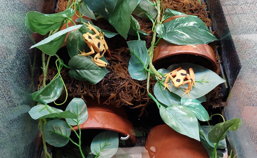 Panamanian Golden Frogs at the Maryland Zoo in Baltimore