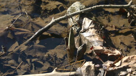 The bud of a Skunk Cabbage poking through the bank of a creek in Glen Helen. The plant requires wet soil to thrive.