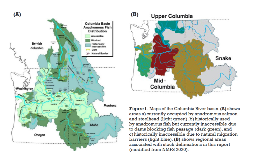 Maps of the Columbia River basin. (A) shows areas a) currently occupied by anadromous (migrating from the ocean) salmon and steelhead (light green), b) historically used by anadromous fish but currently inaccessible due to dams blocking fish passage (dark green), and c) historically inaccessible due to natural migration barriers (light blue). (B) shows regional areas associated with stock delineations in this report (modified from NMFS 2020).