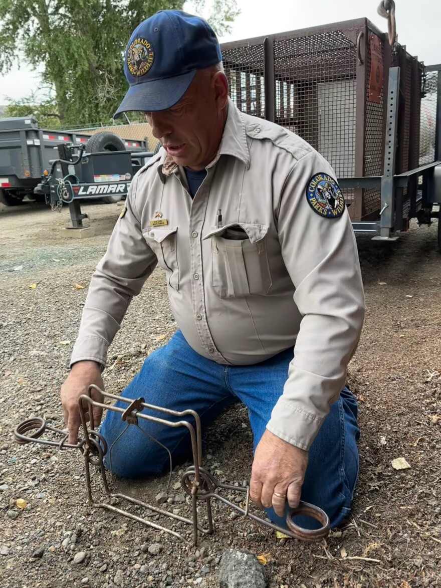 Dan Zadra demonstrates how a "body grip trap" is set and used, in Gunnison, Colorado.