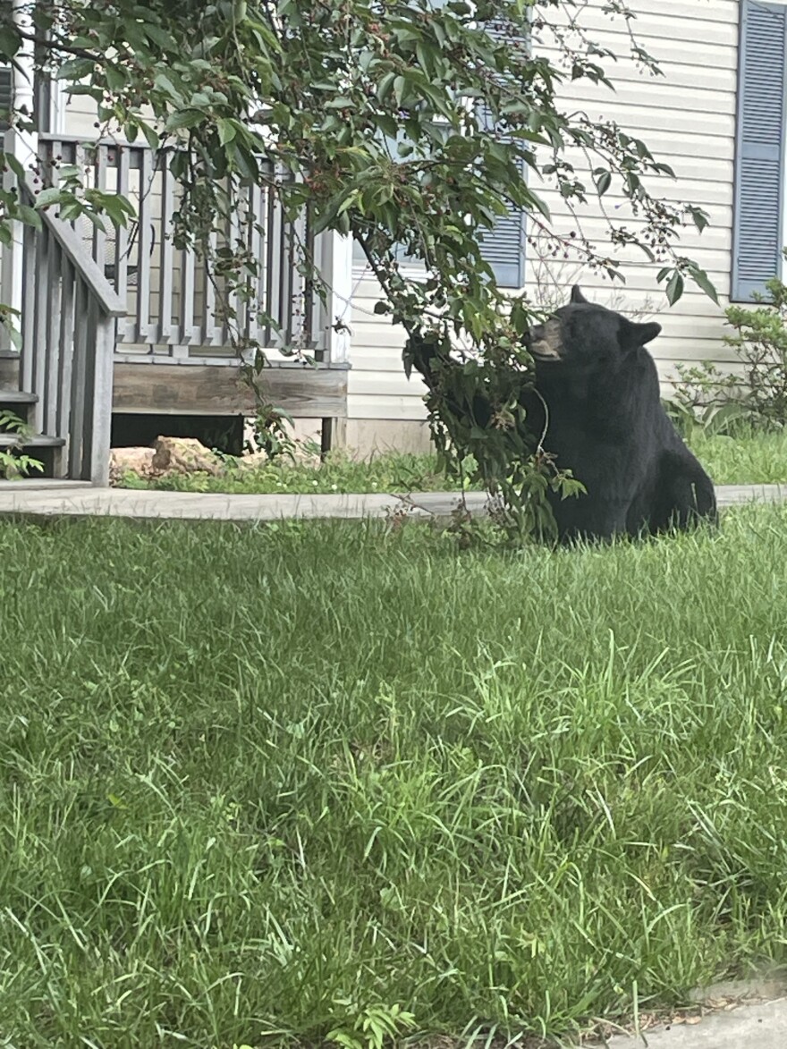 A bear in an East Asheville neighborhood Tuesday, May 21, 2024.