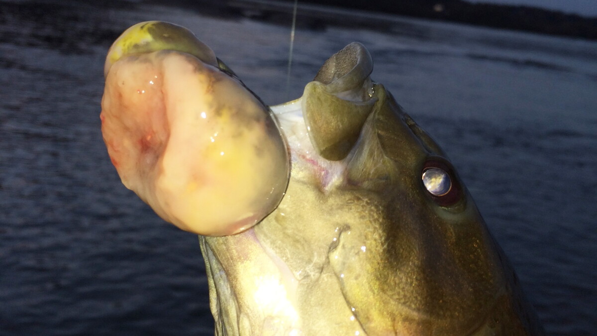 cancer causing fish lure Mack's Cripplure Glow Series Coyote Bait & Tackle A Strange, Never-Before-Seen Cancer Seems