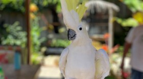 Cockatoos can be very loud