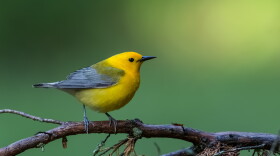 FILE - A prothonotary warbler.