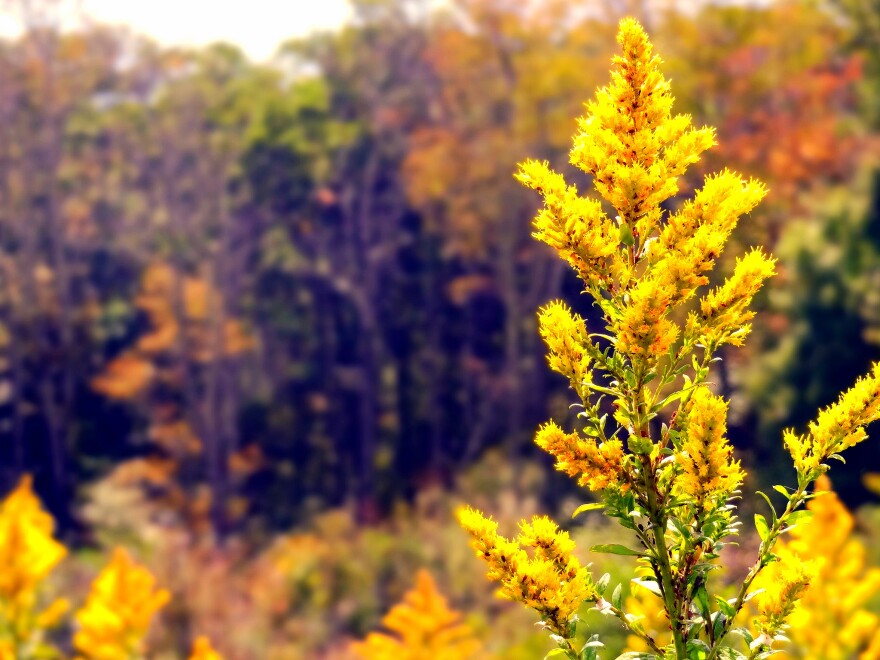 goldenrod in the fall