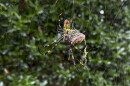 The Joro spider, a large spider native to East Asia, is seen in Johns Creek, Ga., Oct. 24, 2021. Populations of the species have been growing in parts of the South and East Coast for years now, and many researchers think it's only a matter of time before they spread to much of the continental U.S. (AP Photo/Alex Sanz, File)