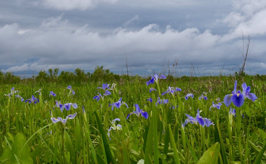 Fields of iris are seen around Alabama's Little Bateau Bay. The plants play an important role in the swamp ecosystem, helping to hold the mud in place.