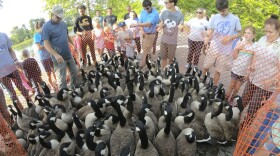 After Canadian geese are herded into a corral, they receive a band on a leg with information about their age and sex.