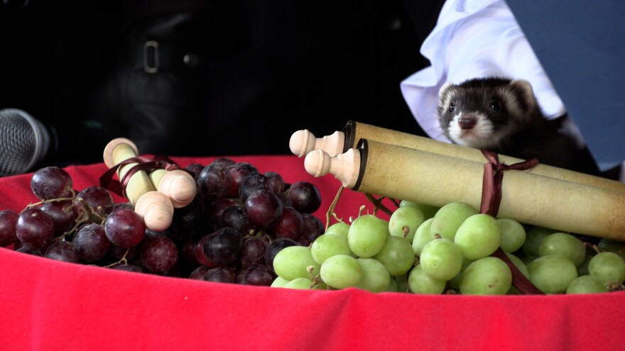 Jessup Giuseppe chose the green grapes, predicting an early spring for NEPA.