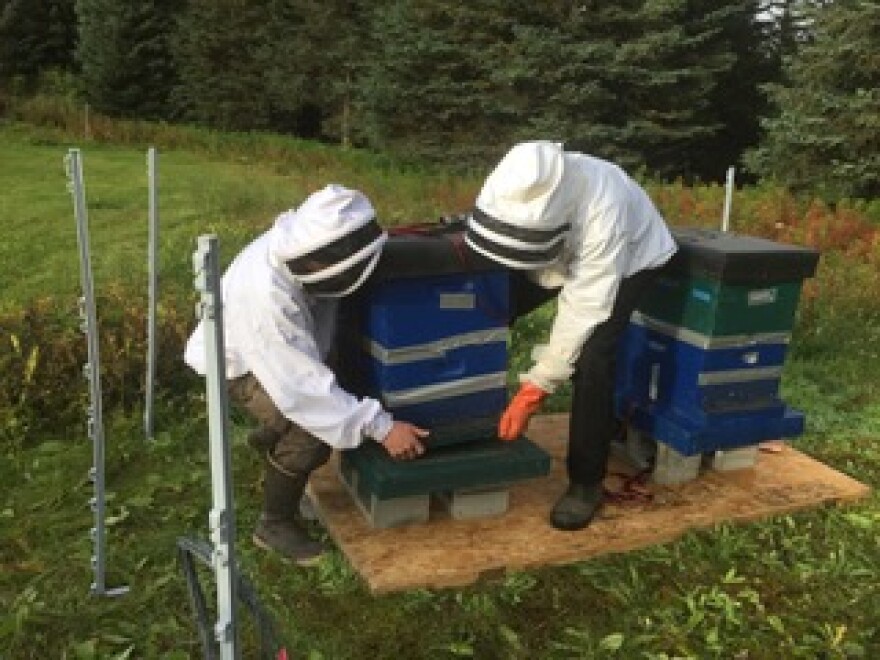 Homer area beekeepers lifting up a brood super to examine the hive