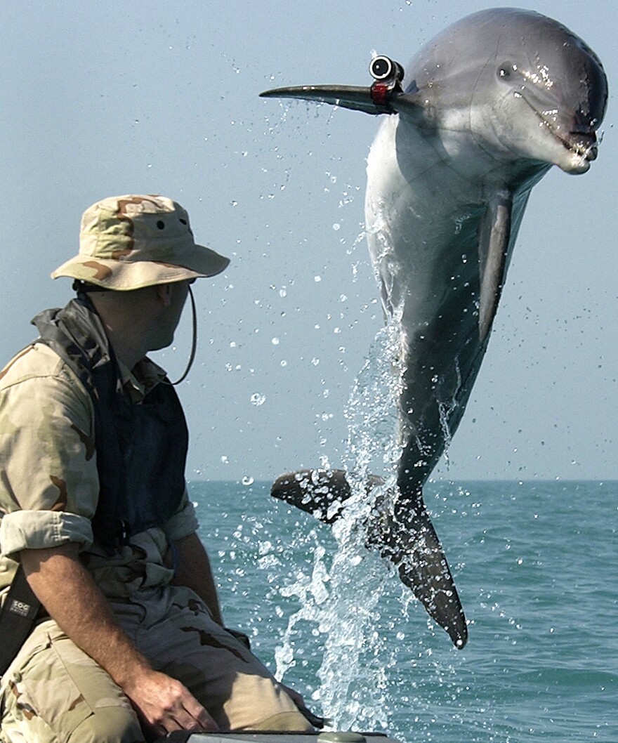 Trained dolphins help the Navy detect mines and other underwater anomalies. The Navy recently tapped GM to develop a fuel cell that would power the dolphin's replacement technology: unmanned underwater vehicles.