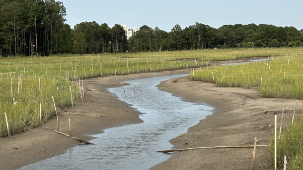 Reconstructed wetlands at Pleasure House Point, as seen in July 2026.